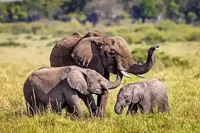 olifant met kalveren olifant met kalveren
